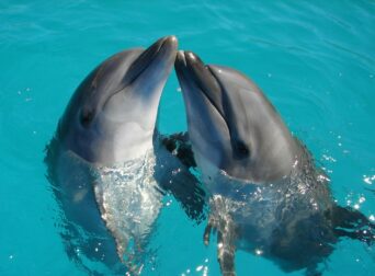 a couple of dolphins are swimming in the water