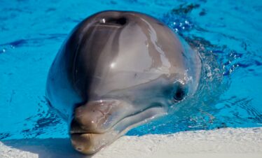 gray dolphin in blue water