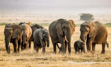 Free stock photo of amboseli national park, elephant herd
