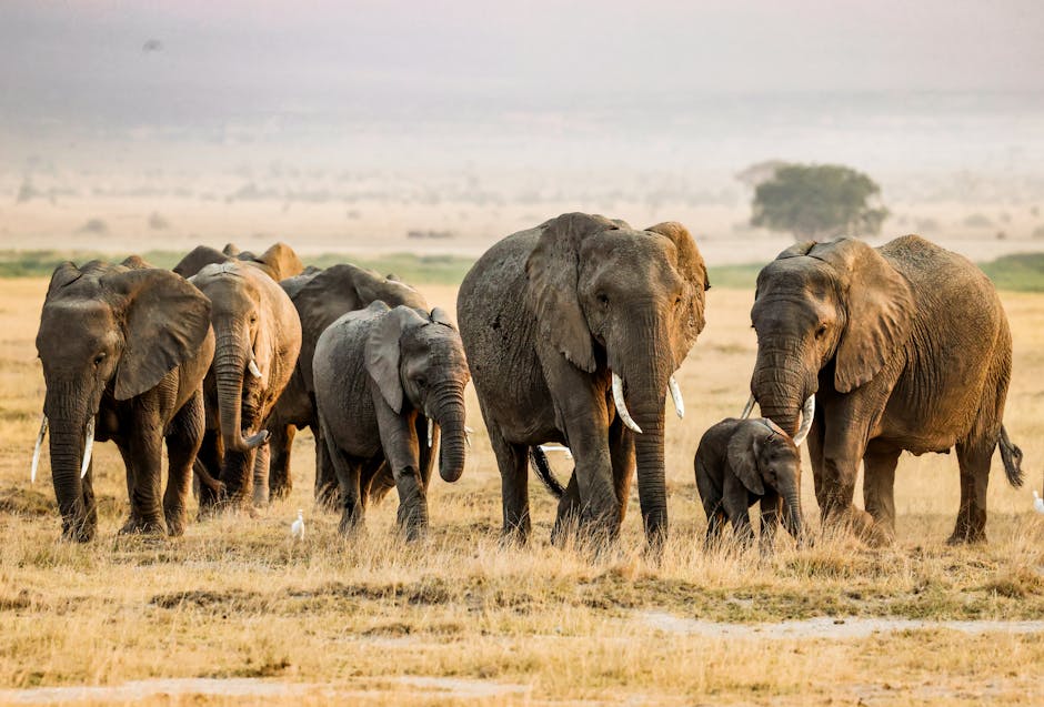 Free stock photo of amboseli national park, elephant herd