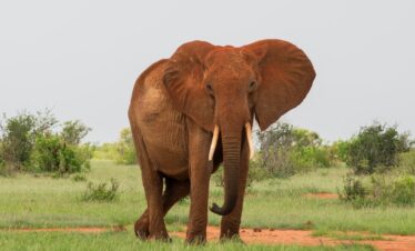 gray elephant walking on green grassfield