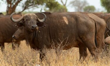a herd of cattle standing on top of a dry grass field
