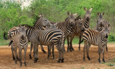 a group of zebras walk across a dirt road